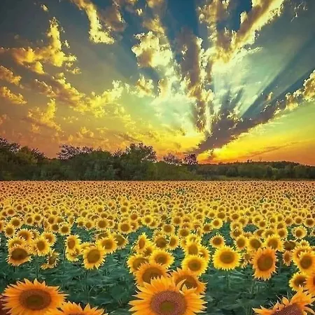 Il Girasole * Lauro